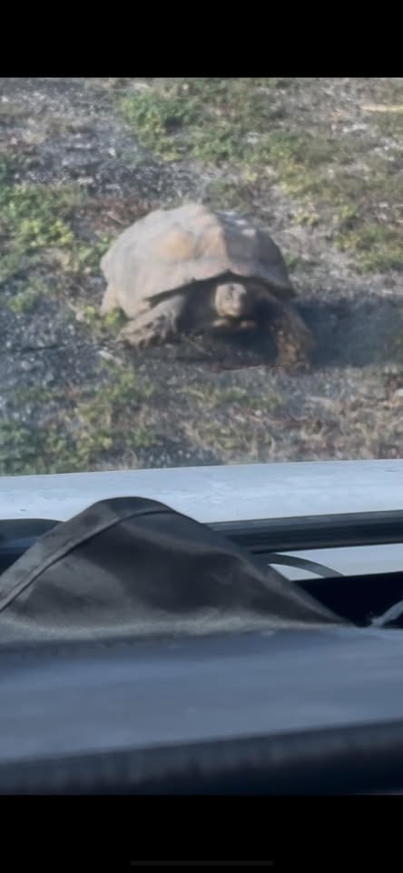 FOUND PET - Pasha, Kapolei, Oahu | Stolen Stuff Hawaii