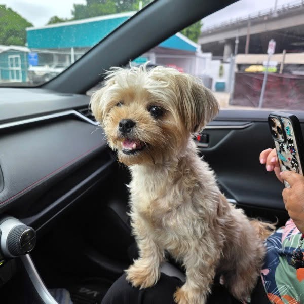 FOUND PET - Moanalua Road and Ho'omalu Street intersection, Honolulu | Stolen Stuff Hawaii