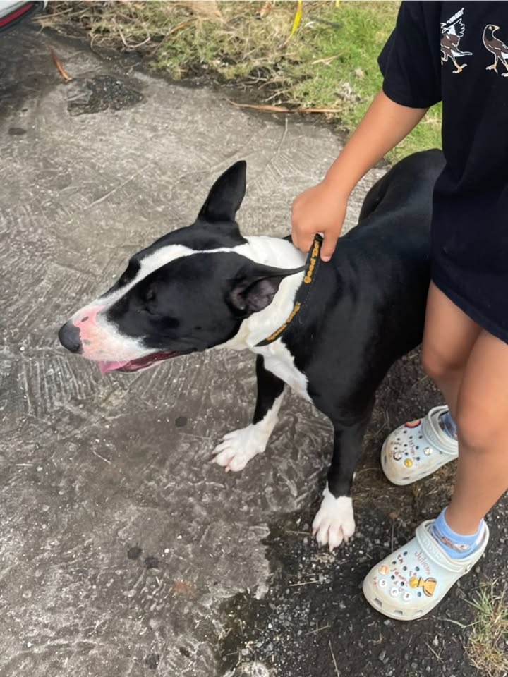 FOUND PET - Wahiawa Heights, Oahu | Stolen Stuff Hawaii