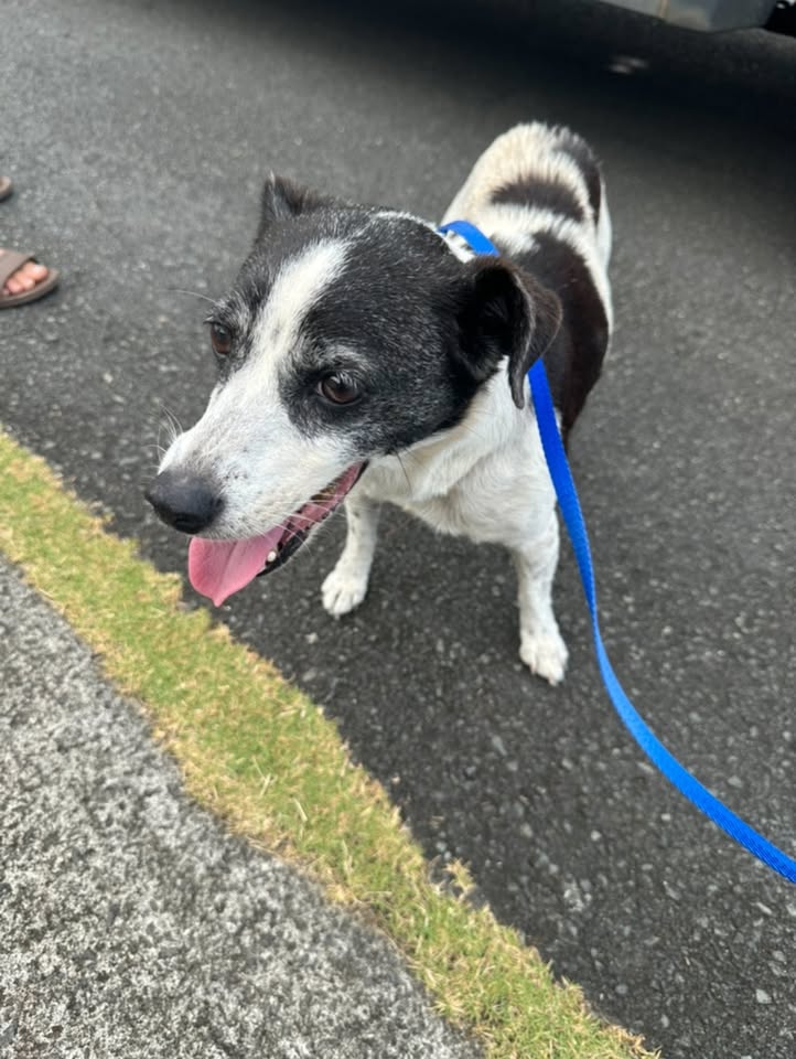 FOUND PET - Enchanted Lakes area, Humuula Street, Oahu | Stolen Stuff Hawaii