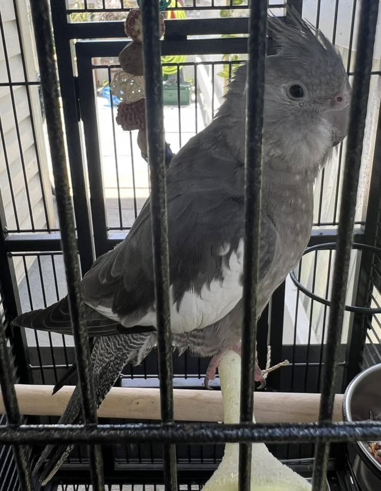 FOUND PET - Hawaii | Stolen Stuff Hawaii
