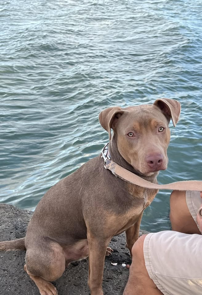 LOST PET - Gulick Avenue, Honolulu, Oahu | Stolen Stuff Hawaii