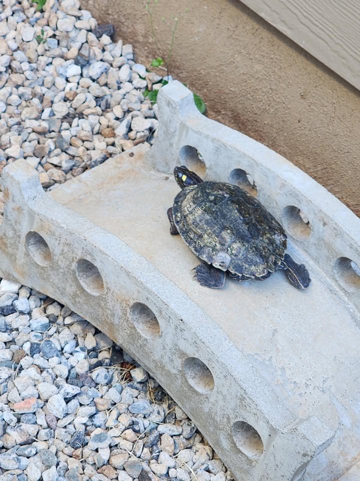 FOUND PET - Hawaii | Stolen Stuff Hawaii