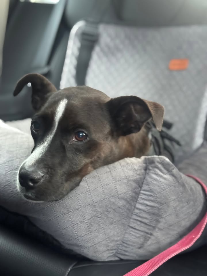 LOST PET - Malama Market area, Makakilo Dr, Campbell Industrial exit, Makakilo/Kapolei | Stolen Stuff Hawaii