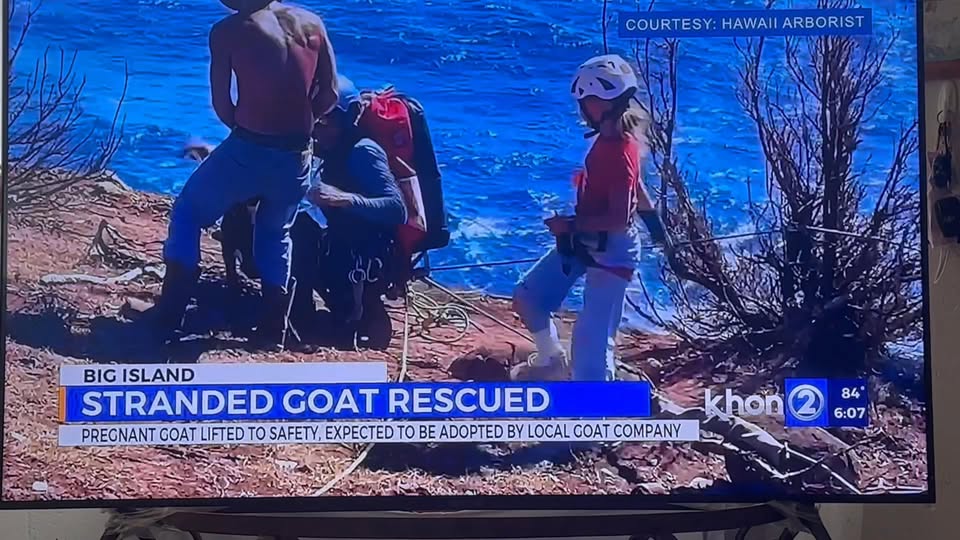 FOUND PET - Hawaii | Stolen Stuff Hawaii