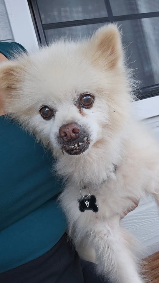 FOUND PET - Westloch Estates, Oahu | Stolen Stuff Hawaii