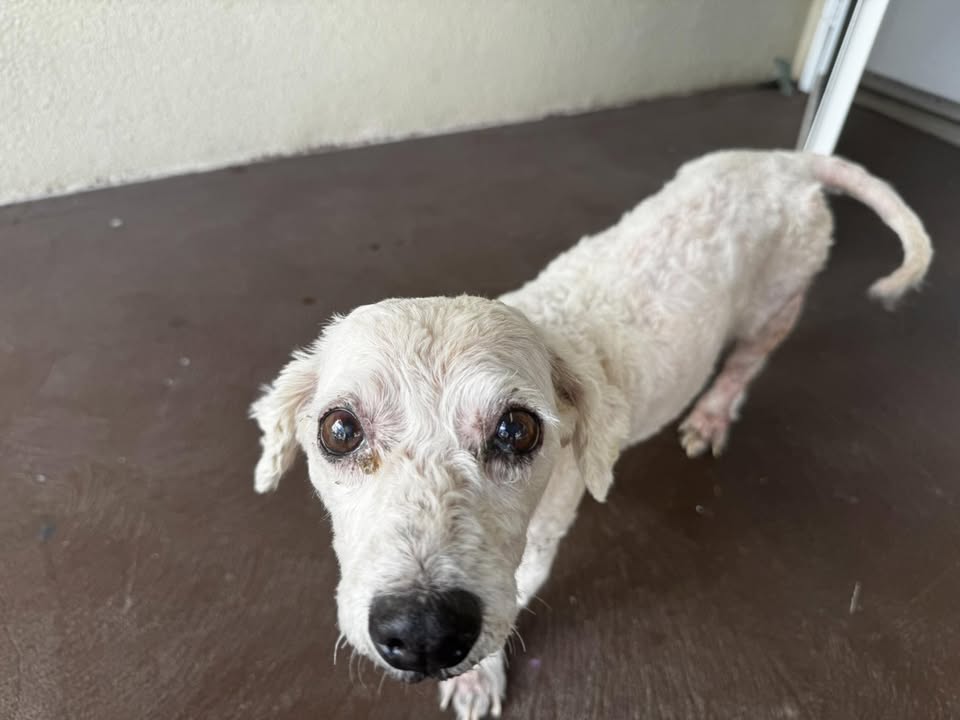 FOUND PET - Foodland Ewa, Ewa, Oahu | Stolen Stuff Hawaii