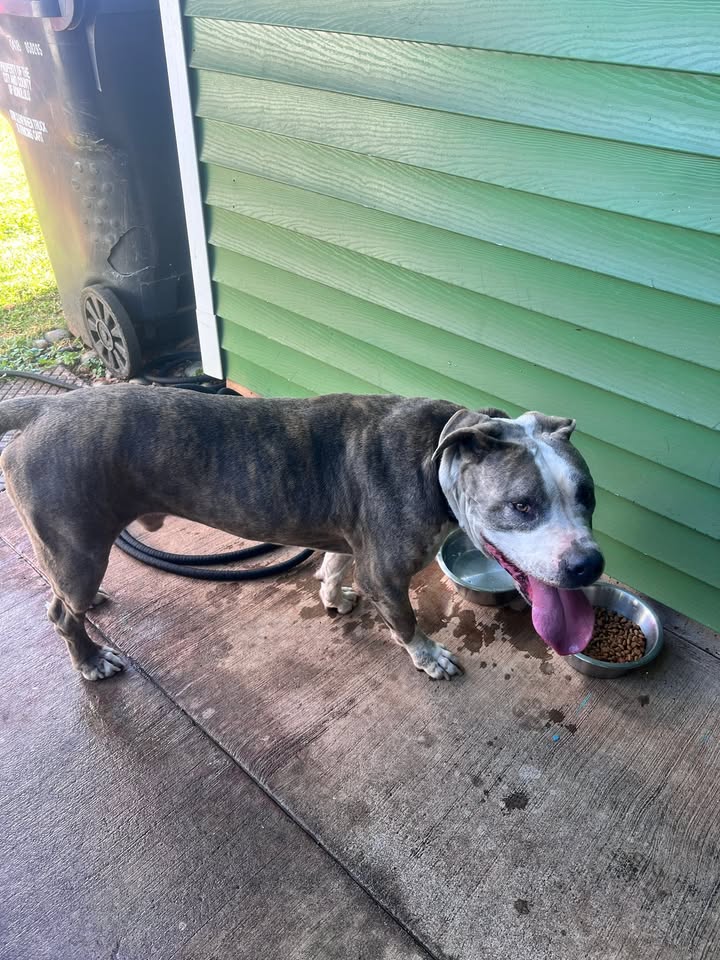 FOUND PET - Hawaii | Stolen Stuff Hawaii
