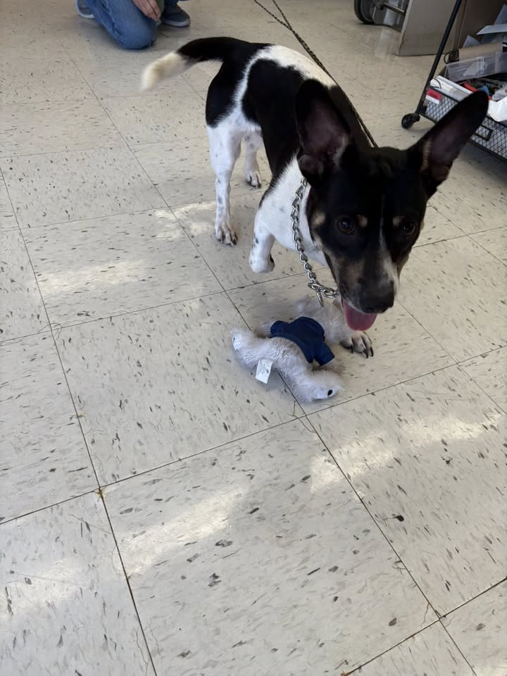 FOUND PET - Mapunapuna Ben Franklin, Honolulu, Oahu | Stolen Stuff Hawaii