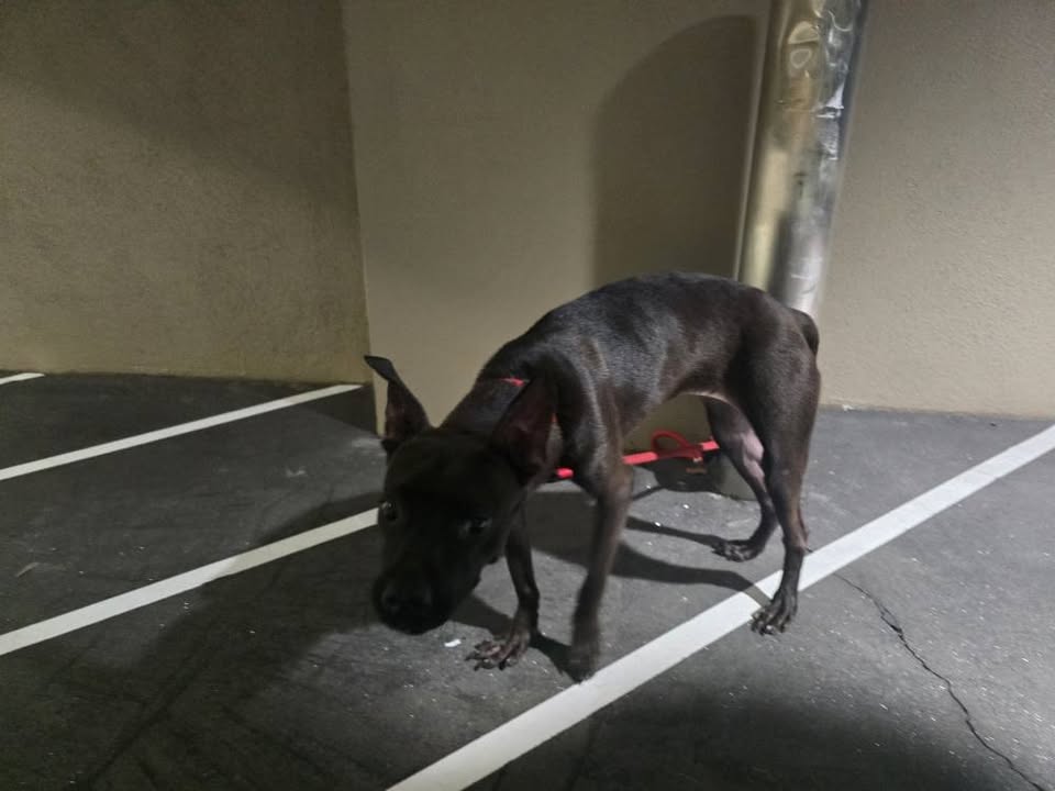 FOUND PET - Kukui Street and Pali Highway, Honolulu | Stolen Stuff Hawaii