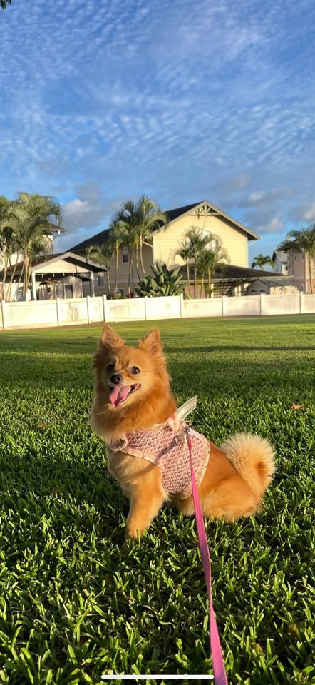 LOST PET - Managers Drive Park, Waipahu, Oahu | Stolen Stuff Hawaii