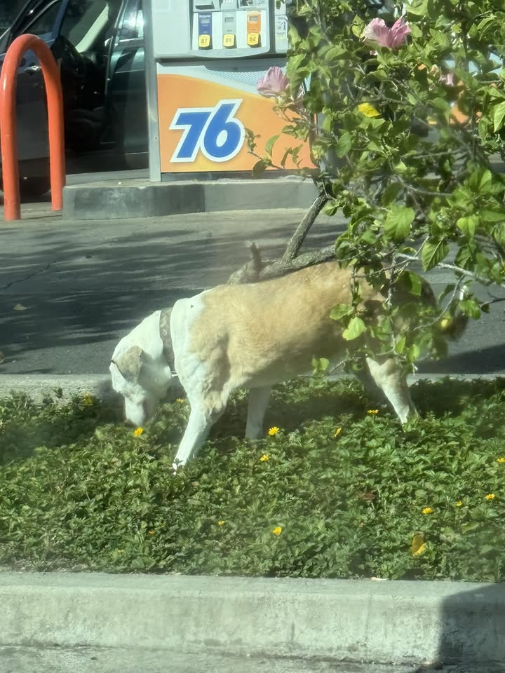 ANIMAL SIGHTING - 7-11 Oneawa, Kailua, Oahu | Stolen Stuff Hawaii