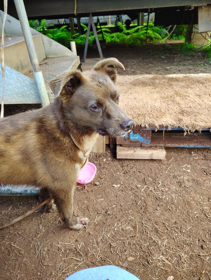 FOUND PET - Helemano, Oahu | Stolen Stuff Hawaii