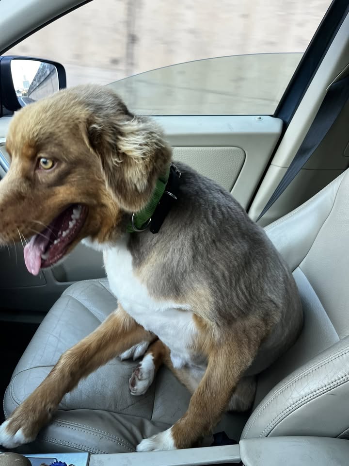 FOUND PET - Alewa Heights, Honolulu, Oahu | Stolen Stuff Hawaii