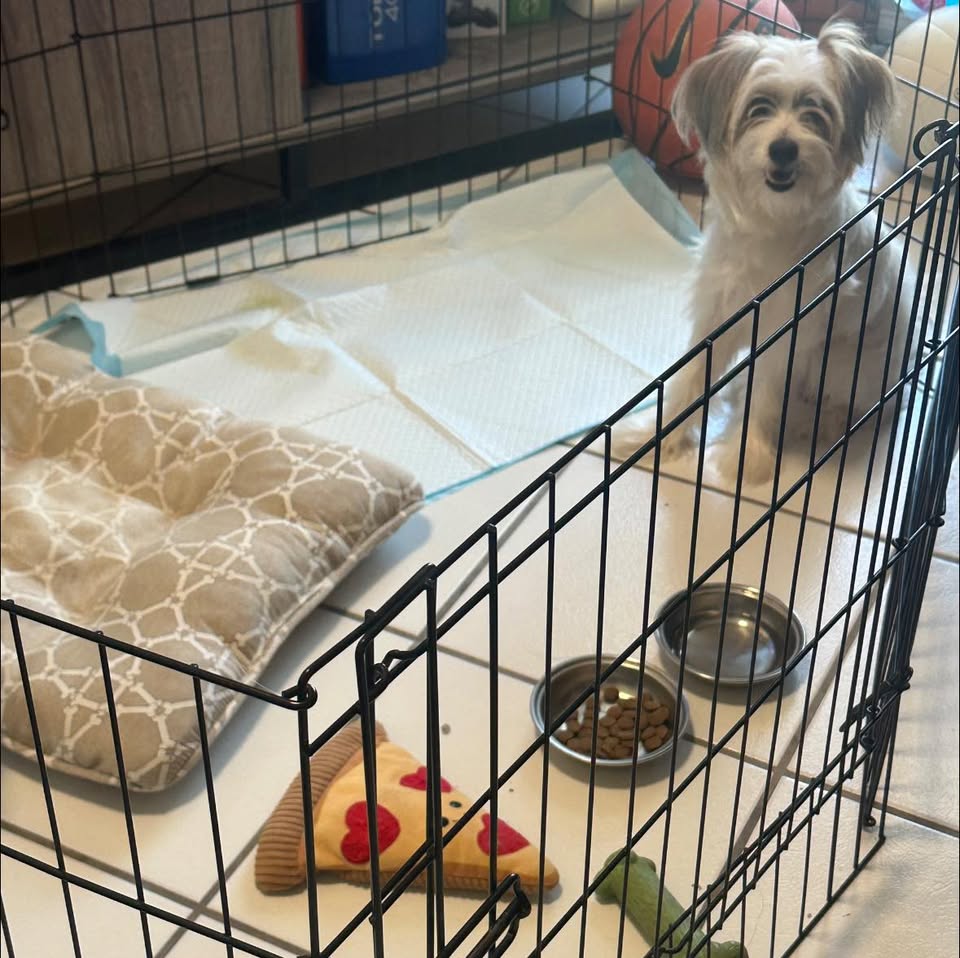 LOST PET - Waipahu, Oahu | Stolen Stuff Hawaii