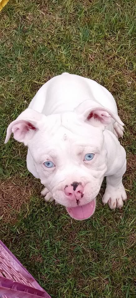 FOUND PET - Leihoku Street, Waianae | Stolen Stuff Hawaii