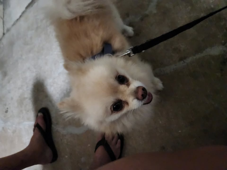 FOUND PET - Lusitana Street, Honolulu | Stolen Stuff Hawaii