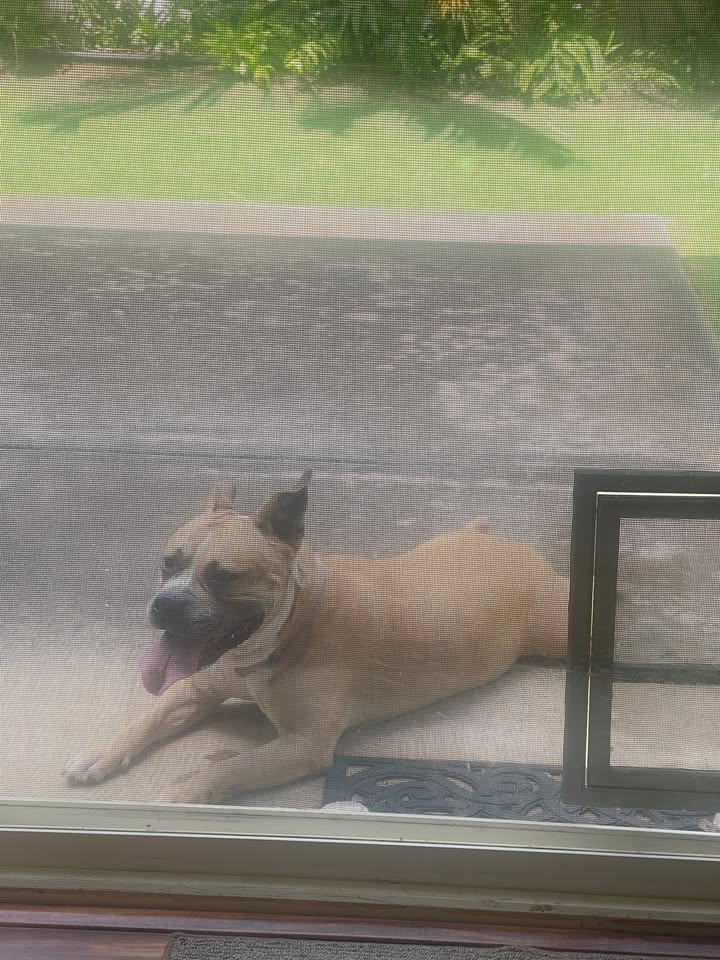 FOUND PET - ʻEwa By Gentry Carriages, Makaʻike Street, ʻEwa Beach | Stolen Stuff Hawaii