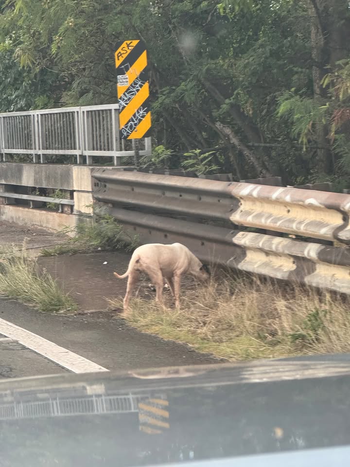 TRAFFIC INCIDENT - Hawaii | Stolen Stuff Hawaii