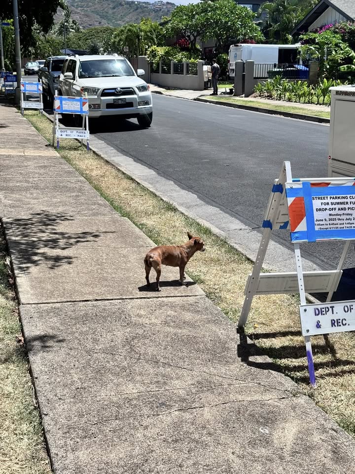 ANIMAL SIGHTING - Moa Street, Kahala District Park, Honolulu, Oahu | Stolen Stuff Hawaii