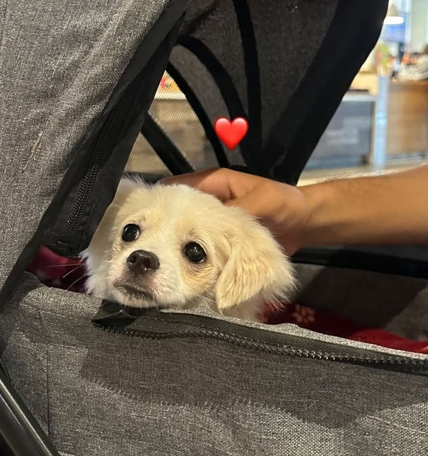 LOST PET - Hawaii | Stolen Stuff Hawaii