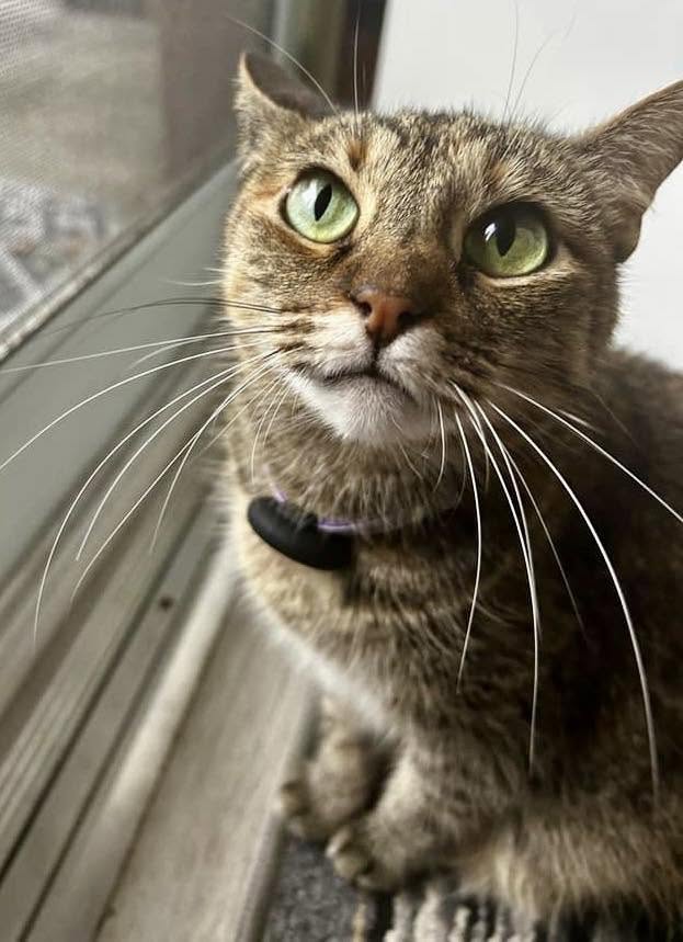 LOST PET - Akoakoa Street and Akoakoa Place, Kailua, Oahu | Stolen Stuff Hawaii