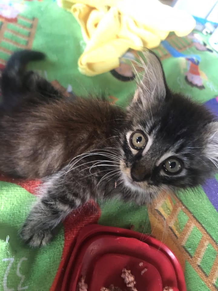 FOUND PET - Hawaii | Stolen Stuff Hawaii