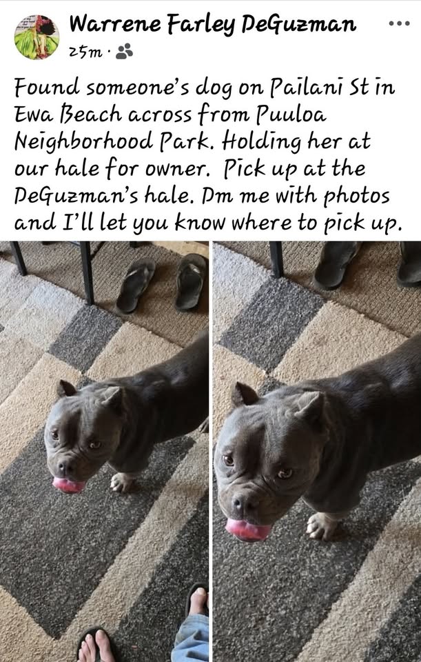FOUND PET - Hawaii | Stolen Stuff Hawaii