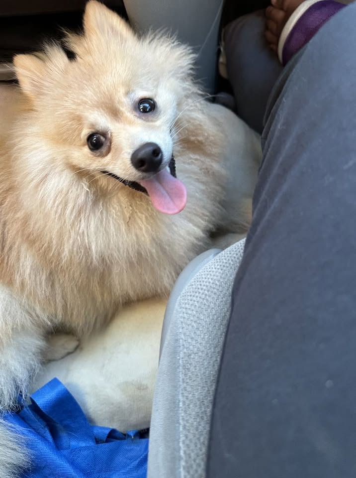 FOUND PET - Waiau District Park, Pearl City, Oahu | Stolen Stuff Hawaii