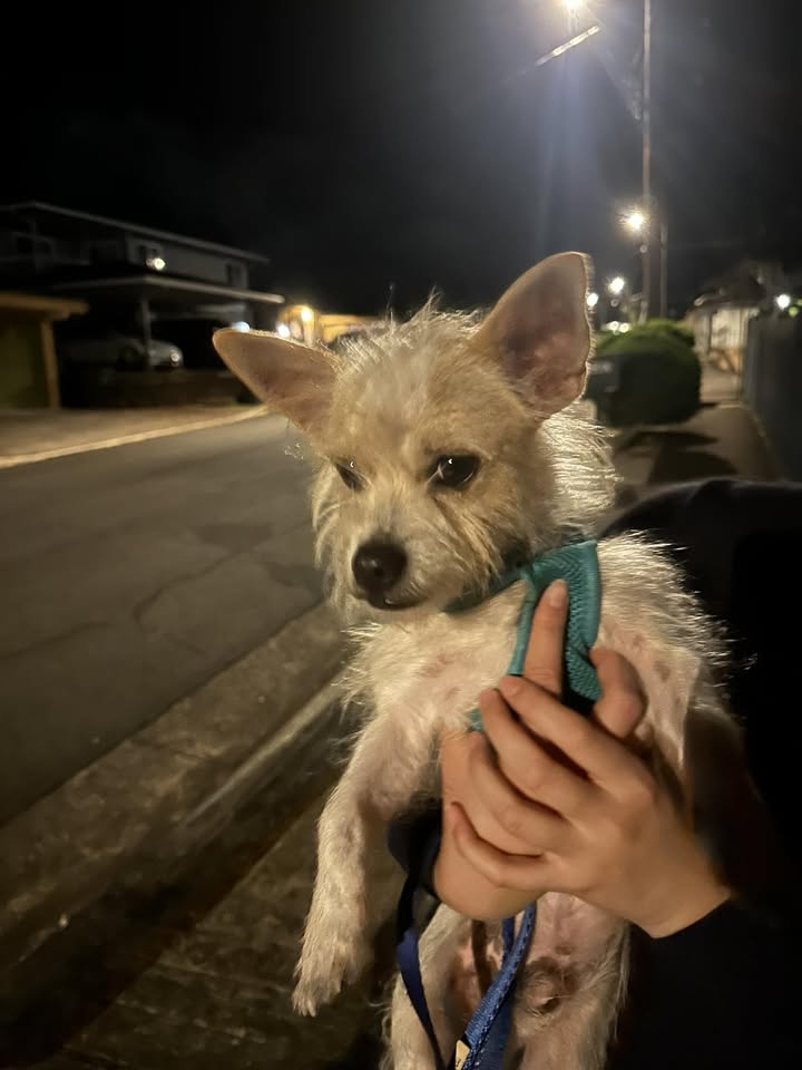 FOUND PET - Kuahaka Street and Kaweloka Street, Mānana, Pearl City | Stolen Stuff Hawaii