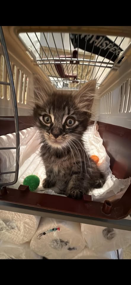 FOUND PET - Hawaii | Stolen Stuff Hawaii