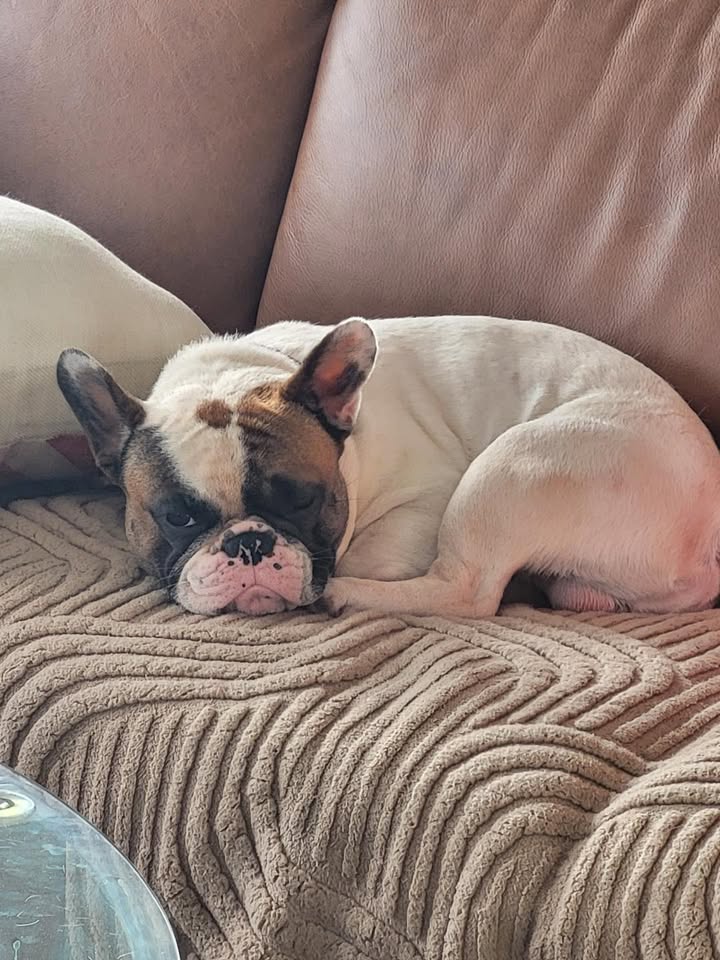 LOST PET - Hawaii | Stolen Stuff Hawaii