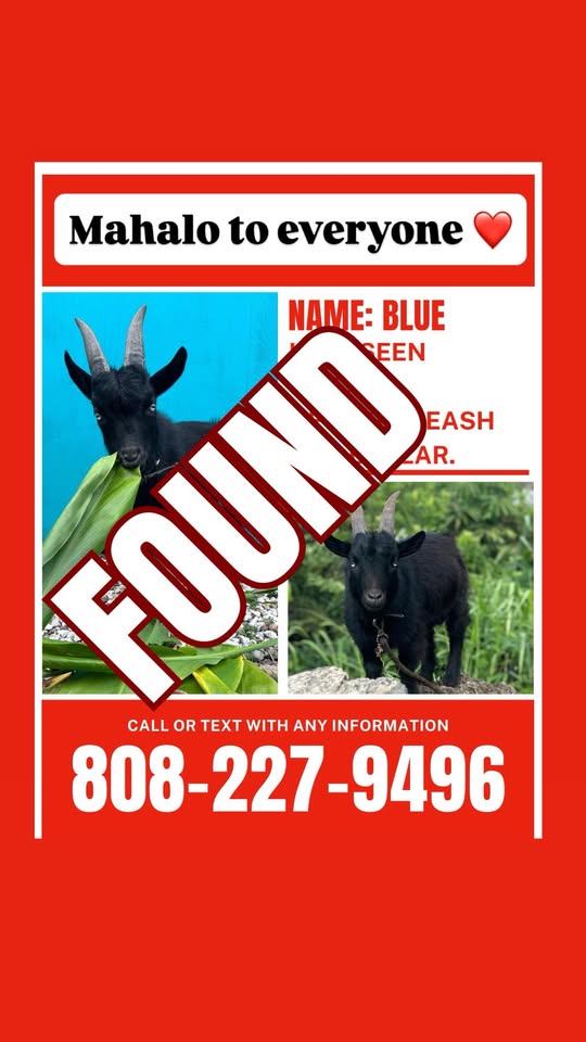 LOST PET - Kahalu'u, Waihee Road, Hawaii | Stolen Stuff Hawaii