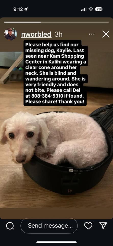 FOUND PET - Hawaii | Stolen Stuff Hawaii