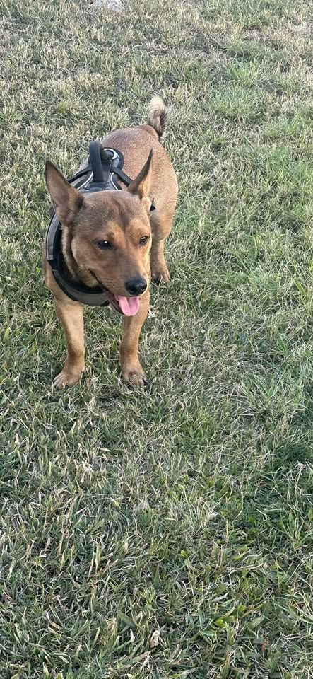 ANIMAL SIGHTING - Kalaloa Street, Makalapa/Halawa, Oahu | Stolen Stuff Hawaii