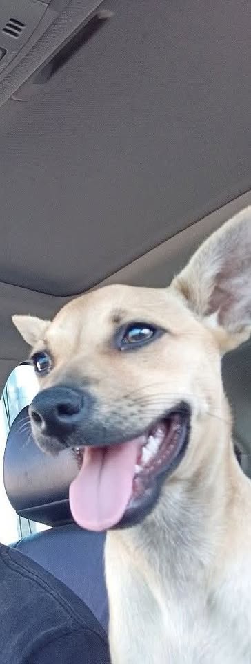LOST PET - "behind Waipahu High School by bike path" | Stolen Stuff Hawaii