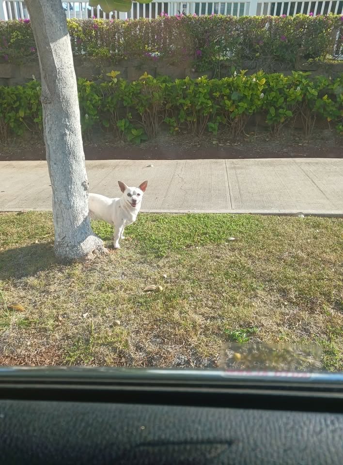 ANIMAL SIGHTING - Ocean Point by Papipi intersection, Hawaii | Stolen Stuff Hawaii