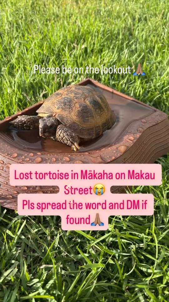 LOST PET - Makaha area | Stolen Stuff Hawaii