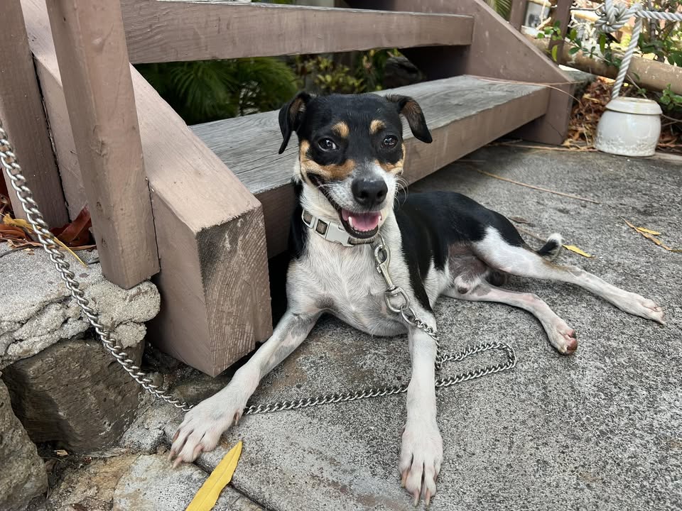 FOUND PET - Lunalilo Home Road, Hawaii Kai, Oahu | Stolen Stuff Hawaii