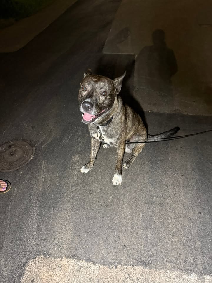 FOUND PET - 2129 Puu Place, Wahiawa Height | Stolen Stuff Hawaii