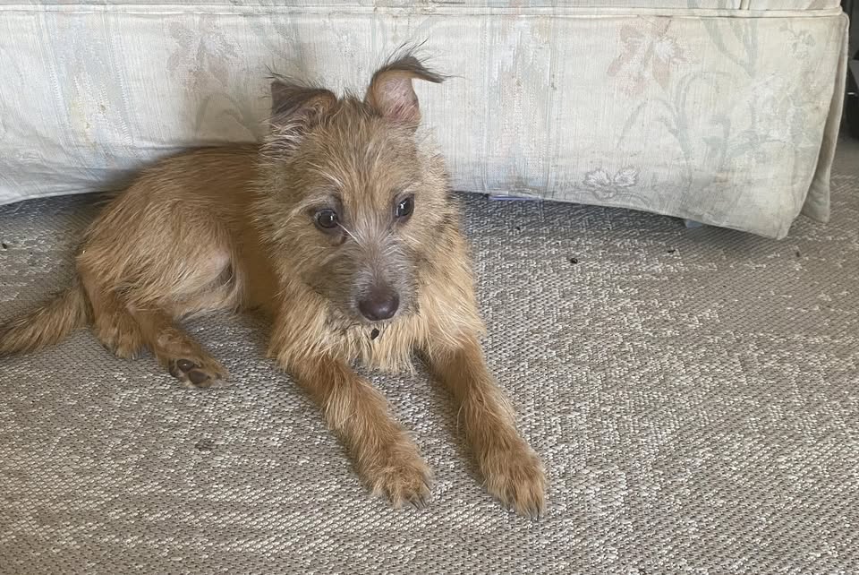 FOUND PET - Kalihi Transit Center, Honolulu, Oahu | Stolen Stuff Hawaii