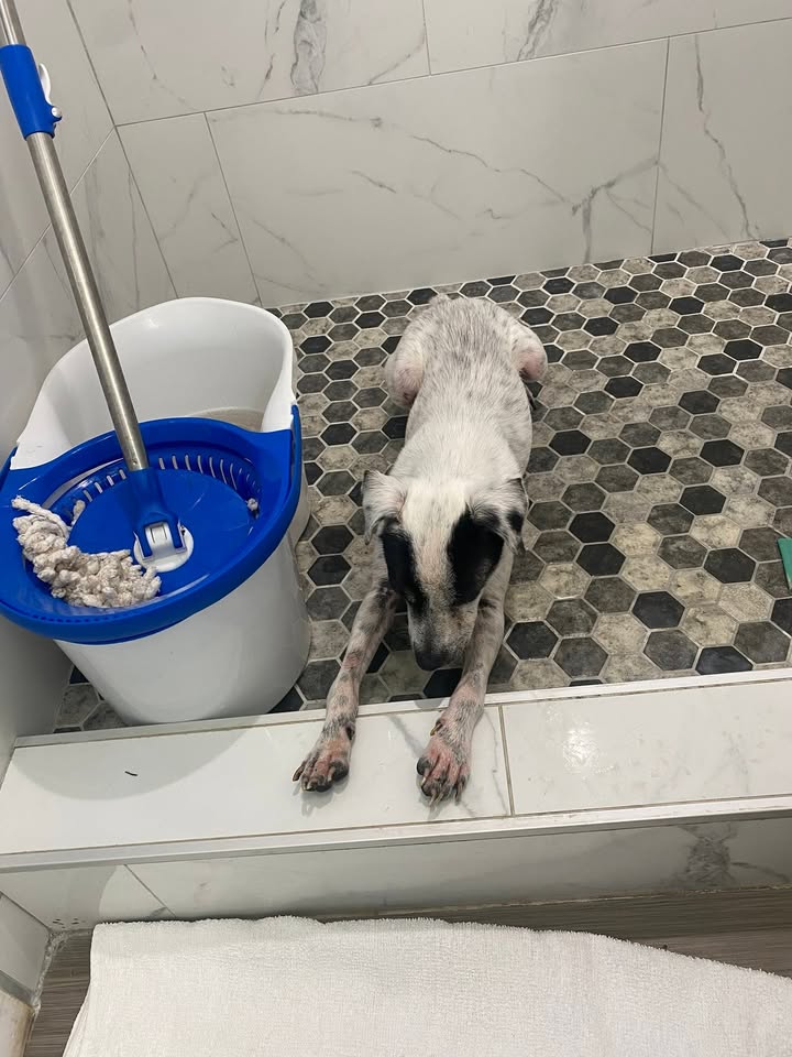 LOST PET - Pilimai Street, Waipahu, Oahu | Stolen Stuff Hawaii