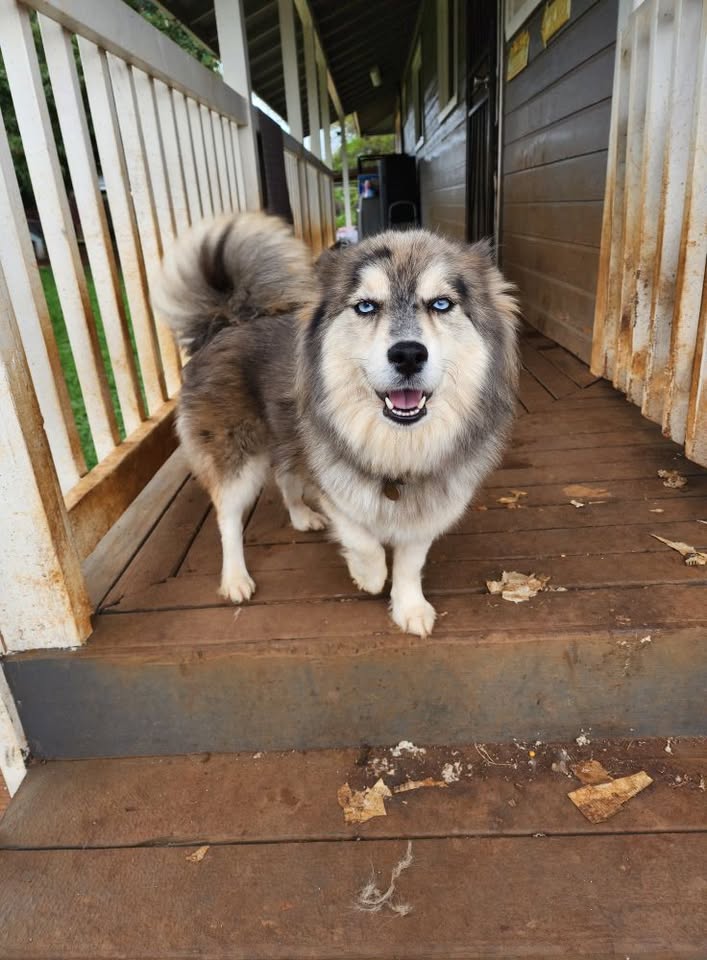 LOST PET - Waianae Valley, Oahu | Stolen Stuff Hawaii