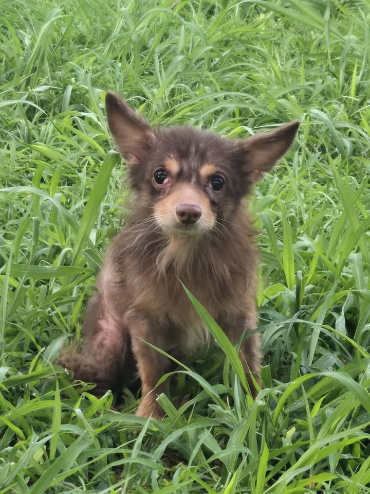 ANIMAL SIGHTING - Patsy Mink Park, Waipio, Oahu | Stolen Stuff Hawaii