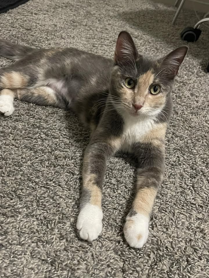 LOST PET - Mala Grove Townhomes, Waipahu | Stolen Stuff Hawaii