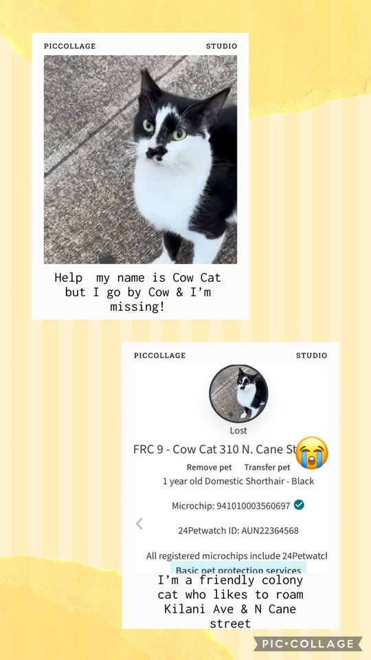 LOST PET - N Cane Street, Wahiawa, Oahu | Stolen Stuff Hawaii