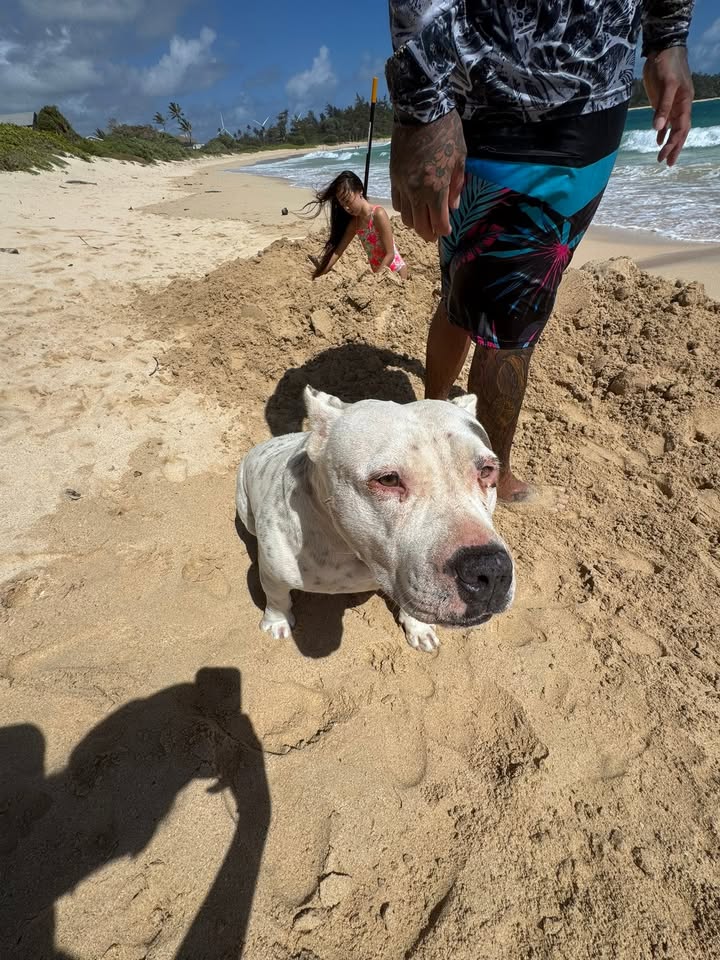 FOUND PET - Laie, Oahu | Stolen Stuff Hawaii