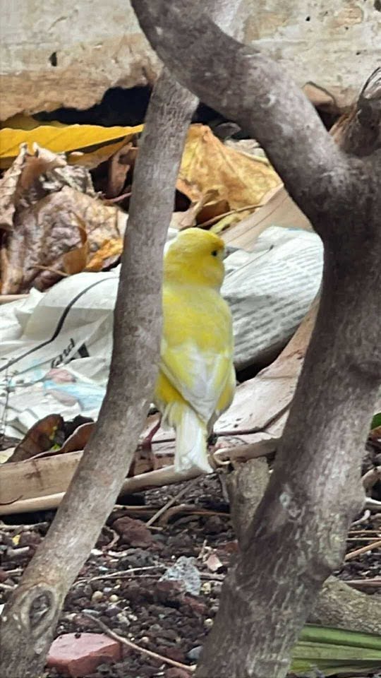 FOUND PET - Hawaii | Stolen Stuff Hawaii