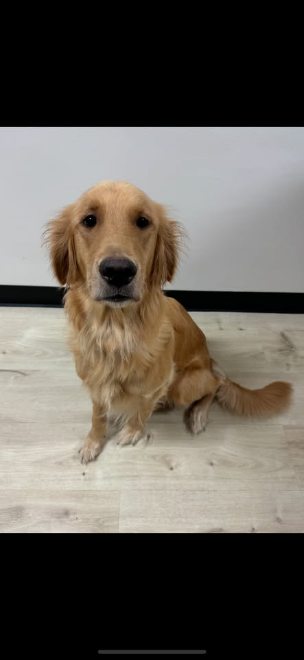 LOST PET - Highlands Intermediate, Pearl City, Oahu | Stolen Stuff Hawaii