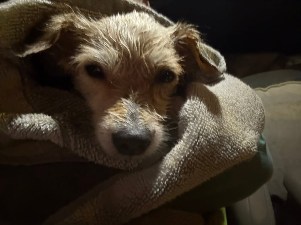 FOUND PET - Waipahu, Oahu | Stolen Stuff Hawaii